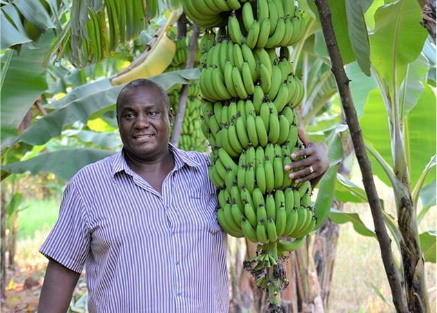 Levubu Bananas